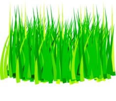 Leaves of spring grass