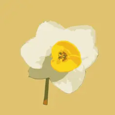 Single daffodil vector image