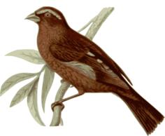 Wild bird on a branch