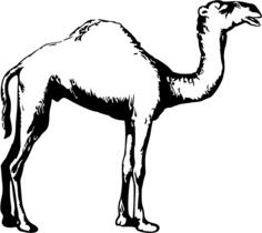 Black and white camel illustration