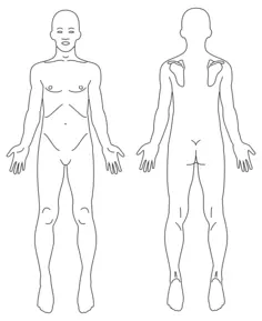 Male anatomy image