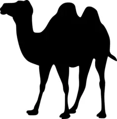Camel vector silhouette