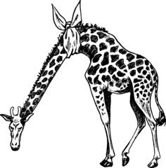 Giraffe with hurt neck