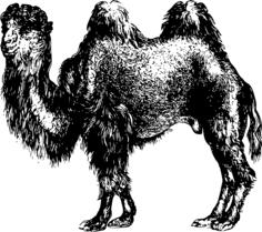 Hairy camel