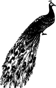 Peacock vector illustration