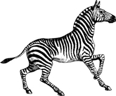 Zebra vector illustration