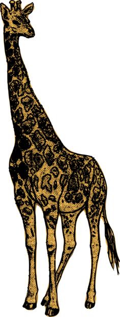 Beautiful Giraffe
