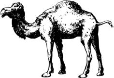 Black and white camel