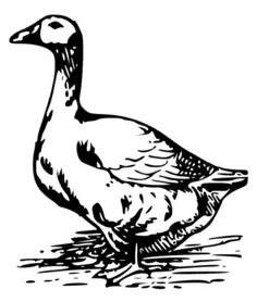 Goose vector image