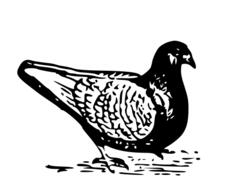 Black and white pigeon