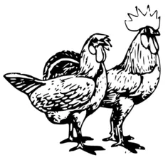 Pair of chickens