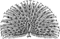 Peacock vector image