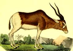 Antelope in forest