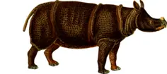 Rhinoceros vector image
