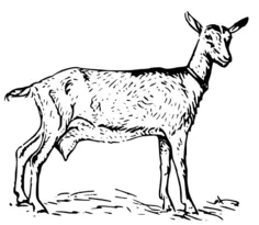 Vector clip art of a goat