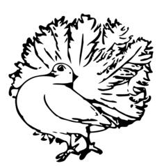 Pigeon and feathers