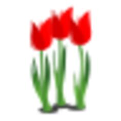Three tulips