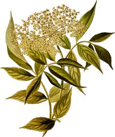 European black elder image
