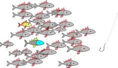 Shoal of fish