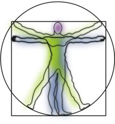 Vitruvian Man vector image