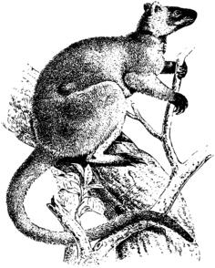 Kangaroo on tree