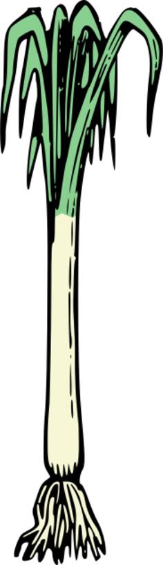 Simple spring onion
