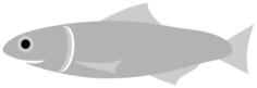 Anchovy fish