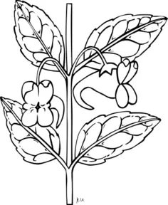 Plant drawing