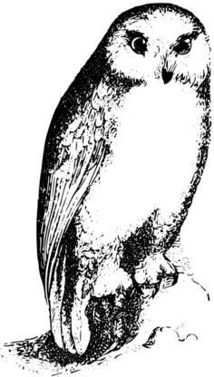 Owl vector drawing