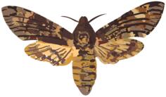 death head hawk