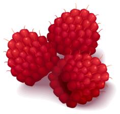 Raspberries vector illustration
