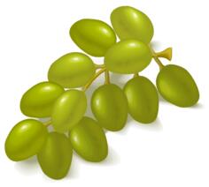 Green grapes vector image