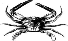 Simple crab