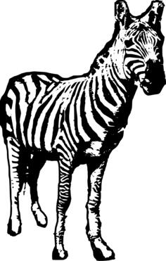 Zebra vector drawing