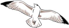 Seagull vector image