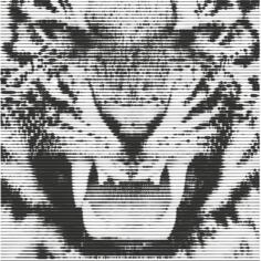 Tiger growling