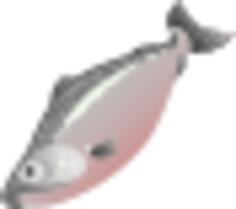 Salmon fish image