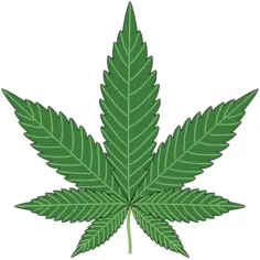 Cannabis