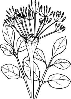 Desert parsley