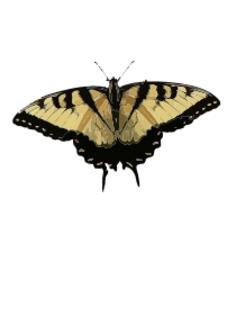 Black and brown butterfly