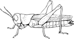 Grasshopper symbol