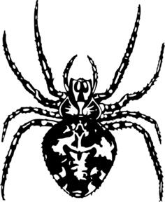 Spider drawing image