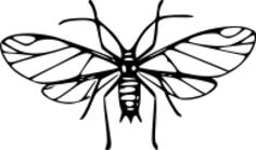 Enlarged fly image