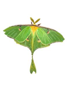 Moth illustration