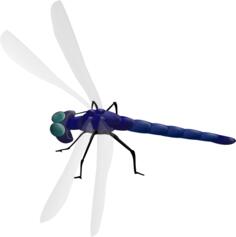 Dragonfly drawing
