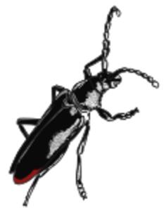Grand capricorn