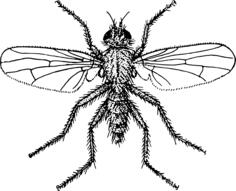 Enlarged fly