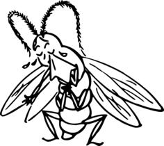 Crying insect