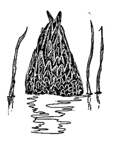 Duck's tail