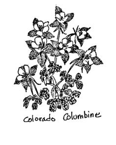 Colorado Columbine